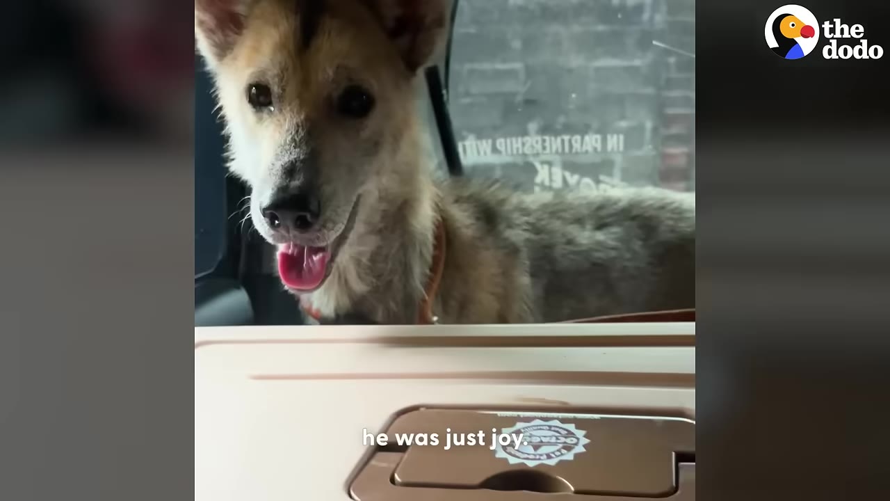 A light brown dog with a happy expression and open mouth looks directly at the camera from inside a vehicle.