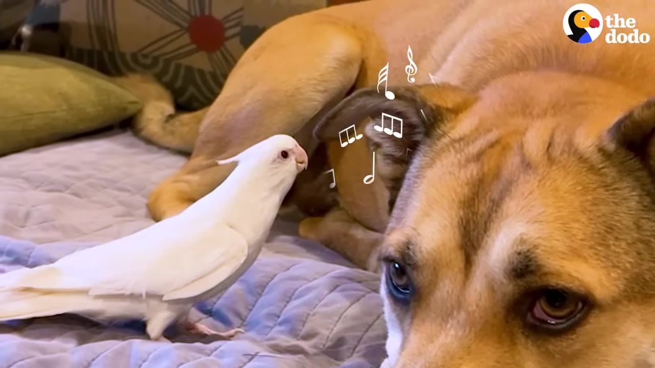 A white cockatiel stands on a bed next to a tan dog, looking towards the dog's ear with illustrated music notes floating nearby.