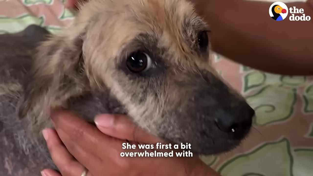 A close-up of a light brown and grey dog looking up with wide, dark eyes as a person gently cradles her face in their hands.