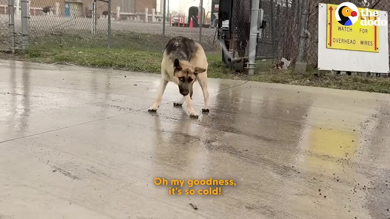 A German Shepherd stands on a wet concrete ground, looking down cautiously with a slightly hunched posture in cold weather.