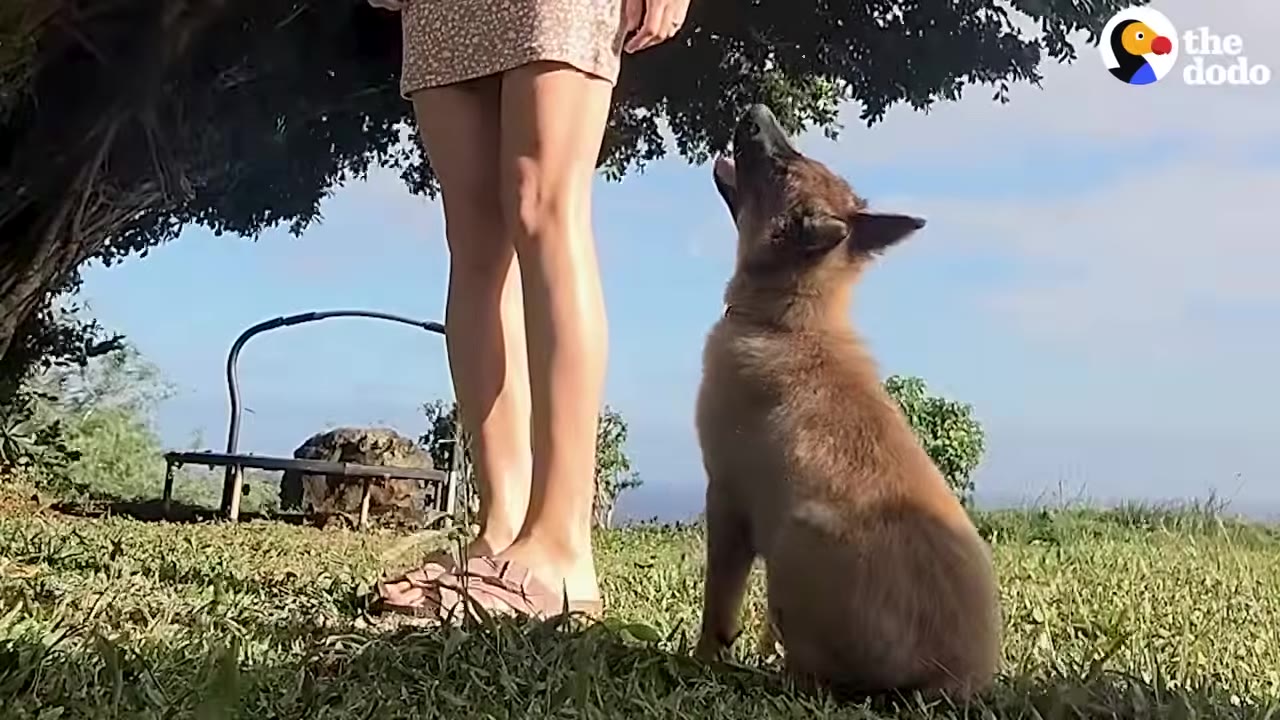 A brown puppy sits on a grassy hill, looking up attentively at a woman standing beside it.