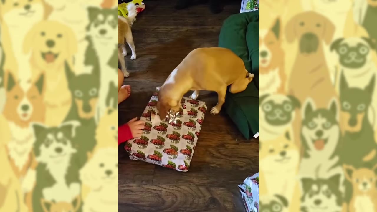 A tan dog stands on its front legs with its hindquarters resting on a green pet bed, leaning forward to sniff a wrapped gift on the floor.