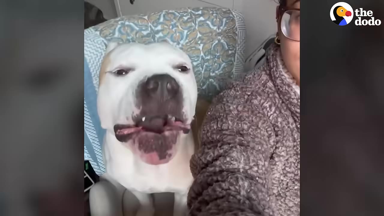 A close-up of a white and tan pit bull-type dog sitting next to a person wearing glasses and a fuzzy grey sweater.
