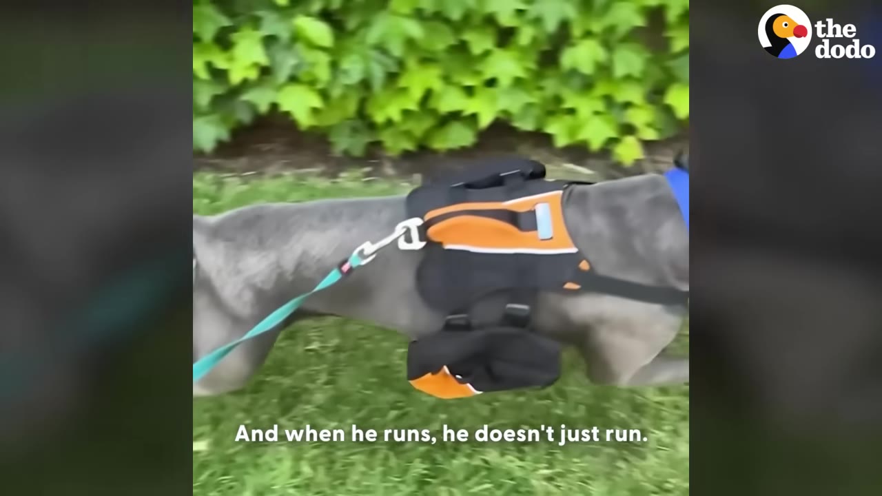 A grey dog wearing an orange and black harness runs across a grassy lawn.