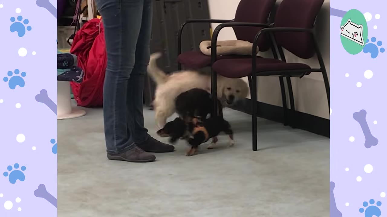 A golden retriever puppy interacts with a small black puppy near a chair in an indoor room, with a person's legs visible nearby.