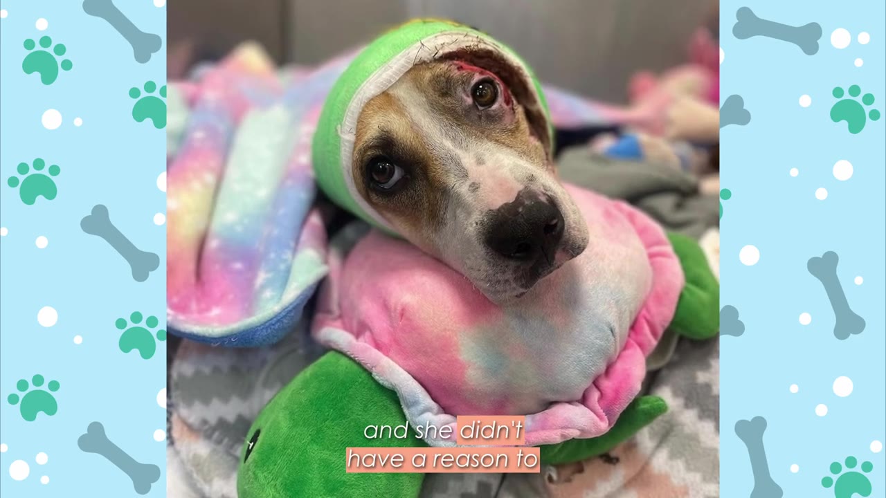A close-up of a dog with a green bandage wrapped around its head, resting its chin on a pink and green plush toy with a sad, hesitant expression in its eyes.