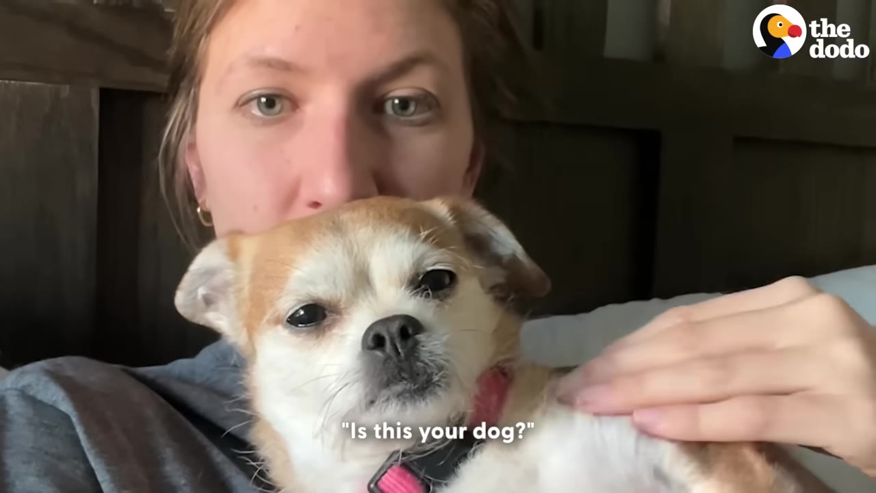 A woman with light eyes holds a small tan and white dog wearing a pink collar, with the subtitle 'Is this your dog?' on the screen.