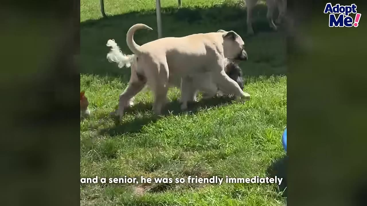 A tan dog walks on a grassy lawn alongside other dogs.