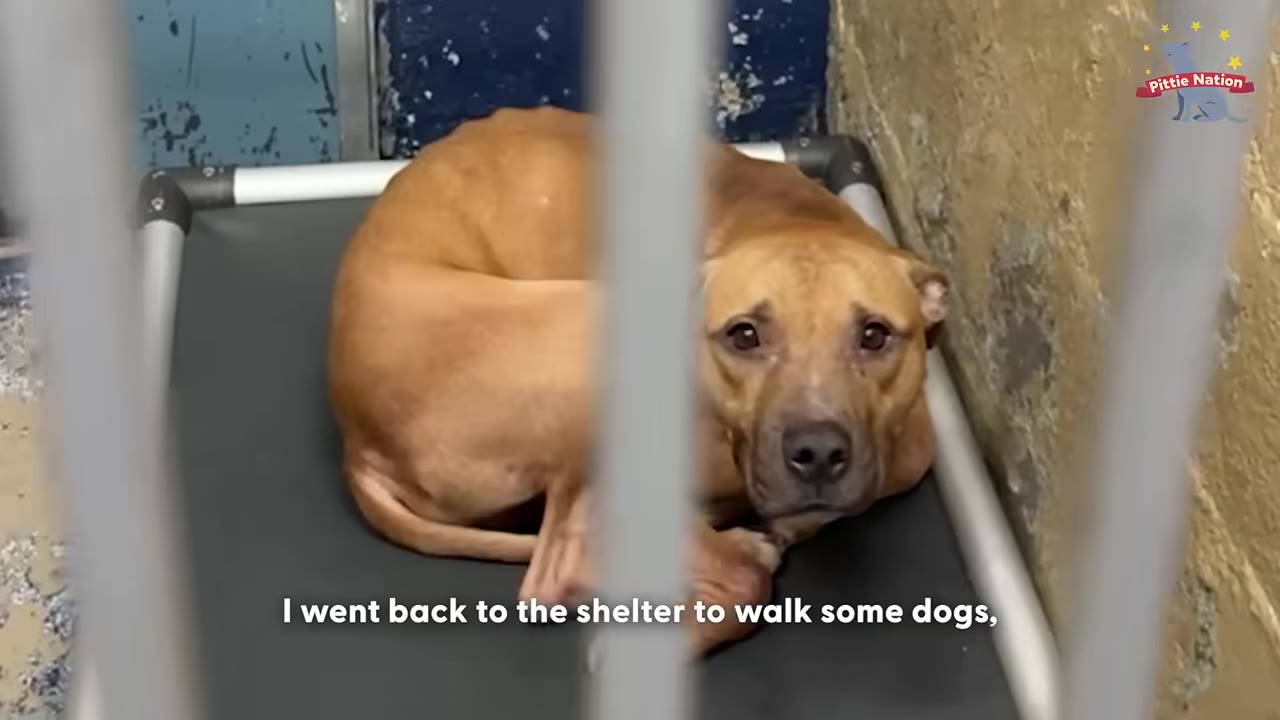 A brown dog curled up on a grey cot inside a shelter kennel, looking sad and looking directly at the camera through the metal bars.