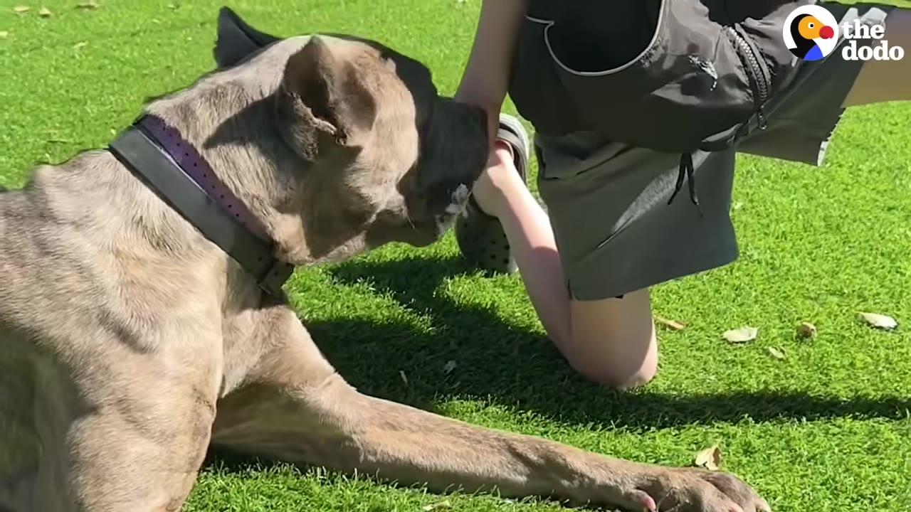 A large grey dog with a purple collar lies on green grass next to a person kneeling.
