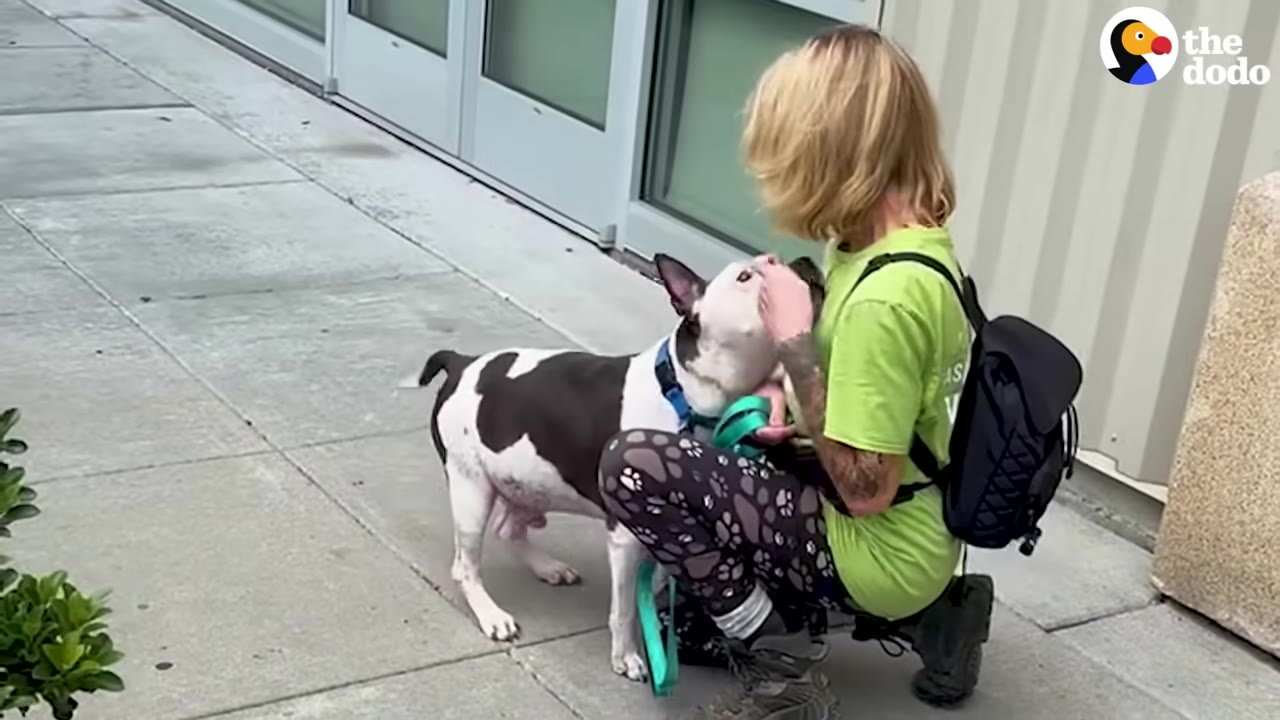 A woman with blonde hair wearing a green shirt and patterned leggings kneels on a sidewalk to greet a black and white dog on a leash.