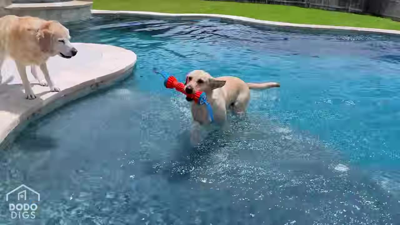 A light-colored dog swims in a backyard pool while holding a red and blue toy in its mouth, as another dog watches from the poolside.
