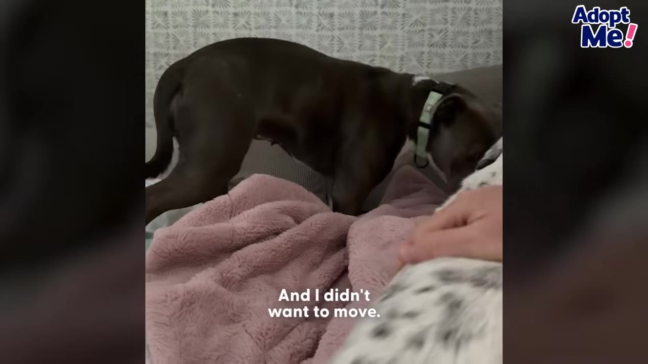 A dark-colored pit bull mix stands on a couch, approaching a pink fuzzy blanket where a person's hand is visible petting another animal.