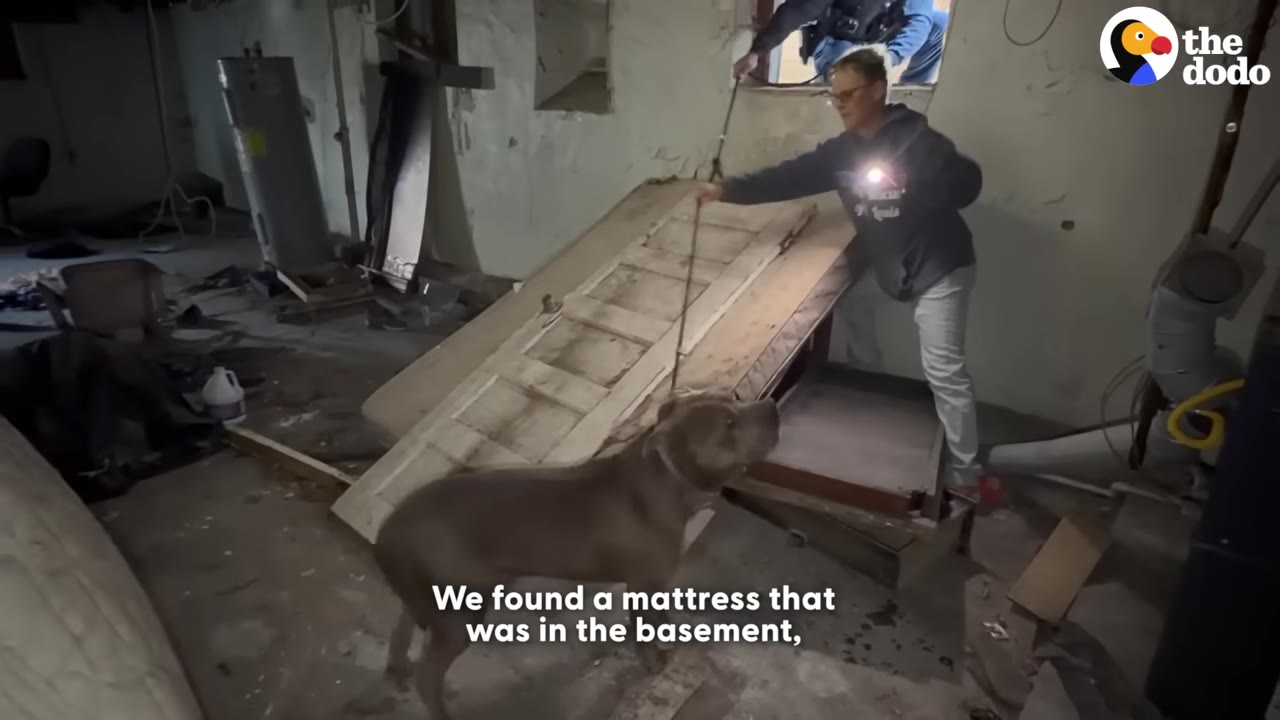 A person in a dark hoodie and light pants stands in a cluttered basement, holding a leash attached to a brown pit bull-type dog. A wooden door is propped up diagonally on a mattress to create a ramp leading up to a small window where another person's legs are visible.