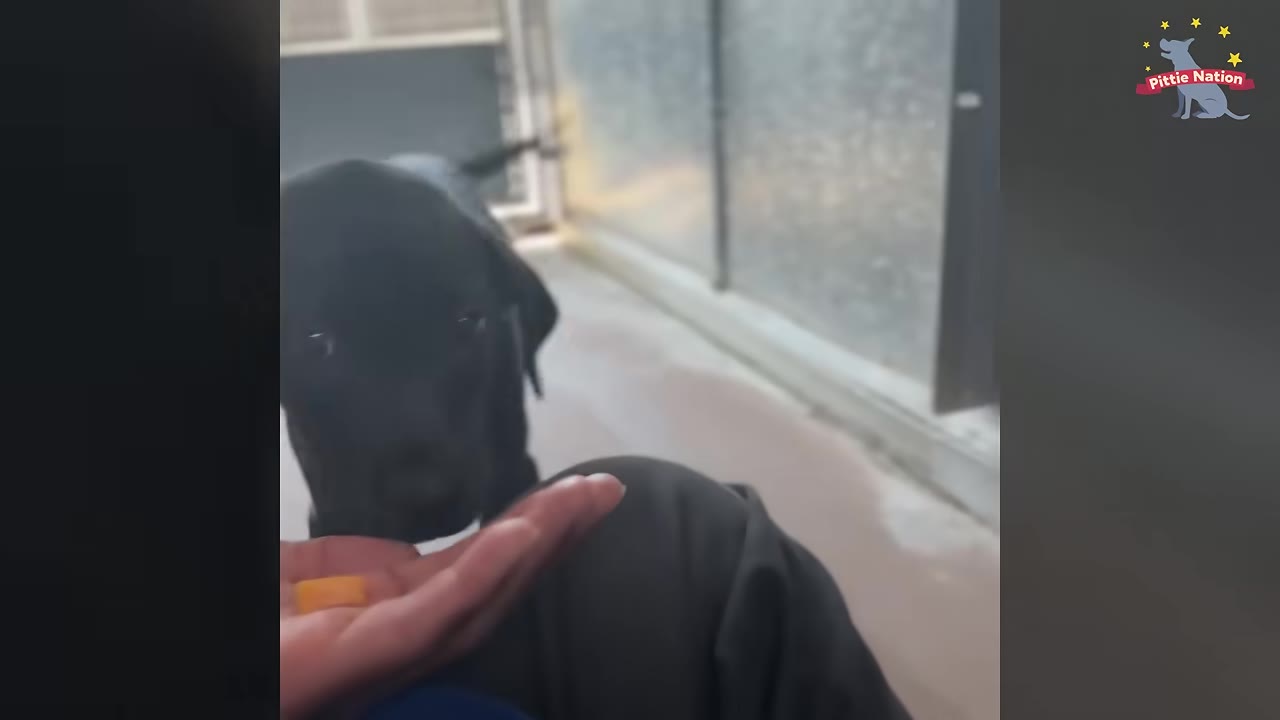 A close-up of a black dog in a shelter kennel looking at a treat held in a person's hand.