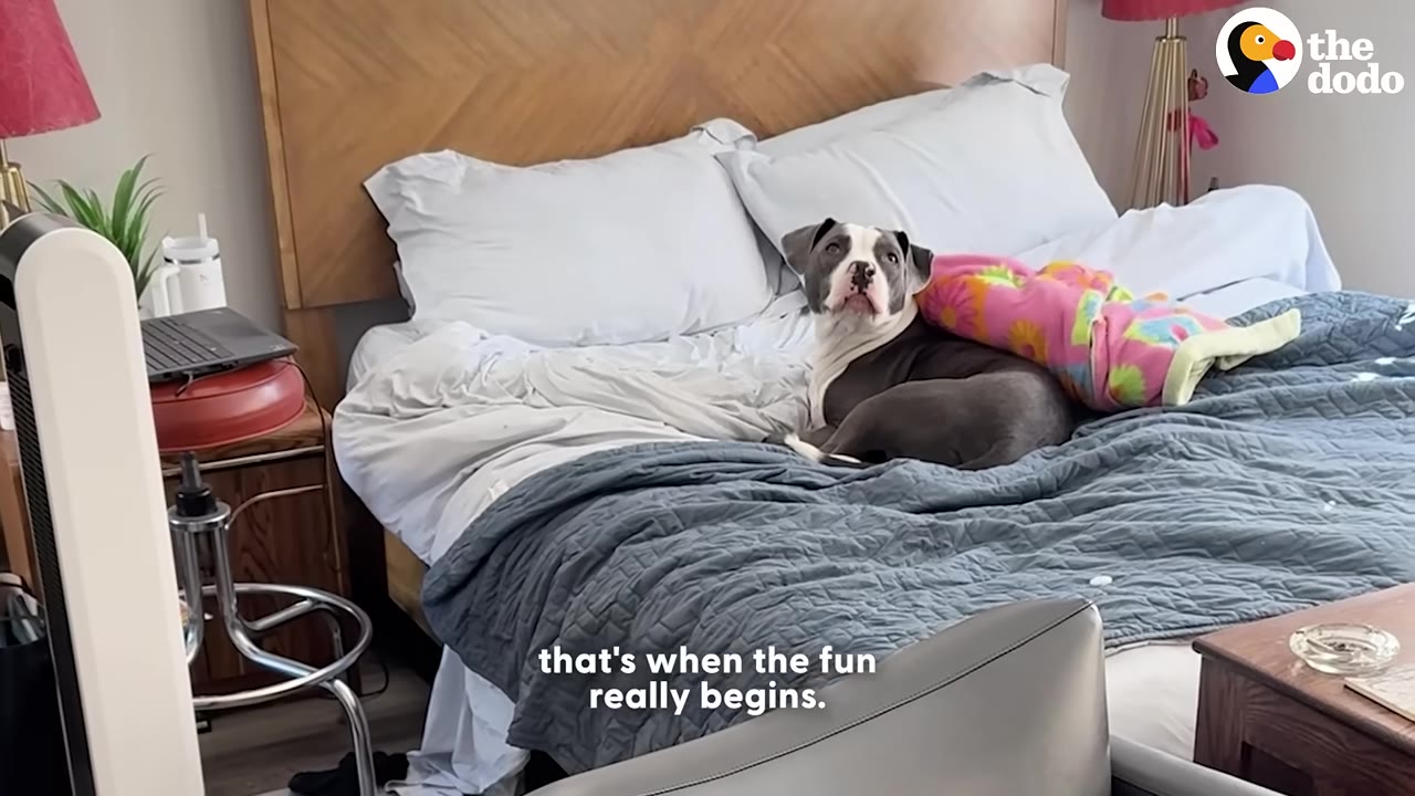 A gray and white pit bull lies on a bed with a pink blanket, looking up with an alert and expectant expression.