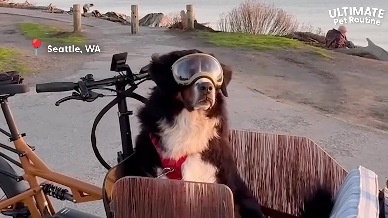 A Bernese Mountain Dog wearing protective goggles sits comfortably inside a wooden cargo box attached to a bicycle parked near a waterfront path.