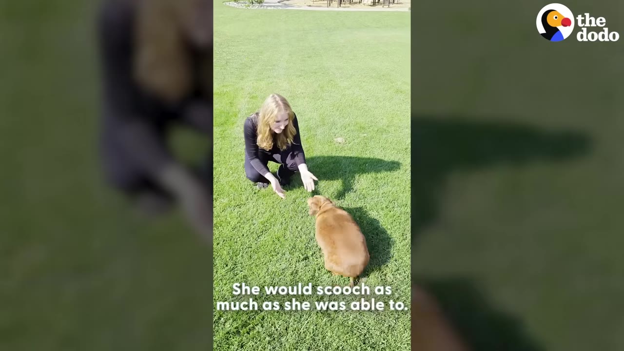 An overweight brown dachshund sits on a green lawn as a woman kneels in front of her, encouraging her with open hands.