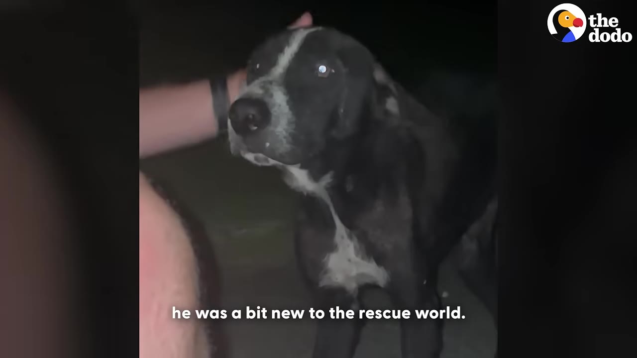 A close-up of a black and white dog looking wide-eyed and anxious in the dark as a hand gently pets its head.