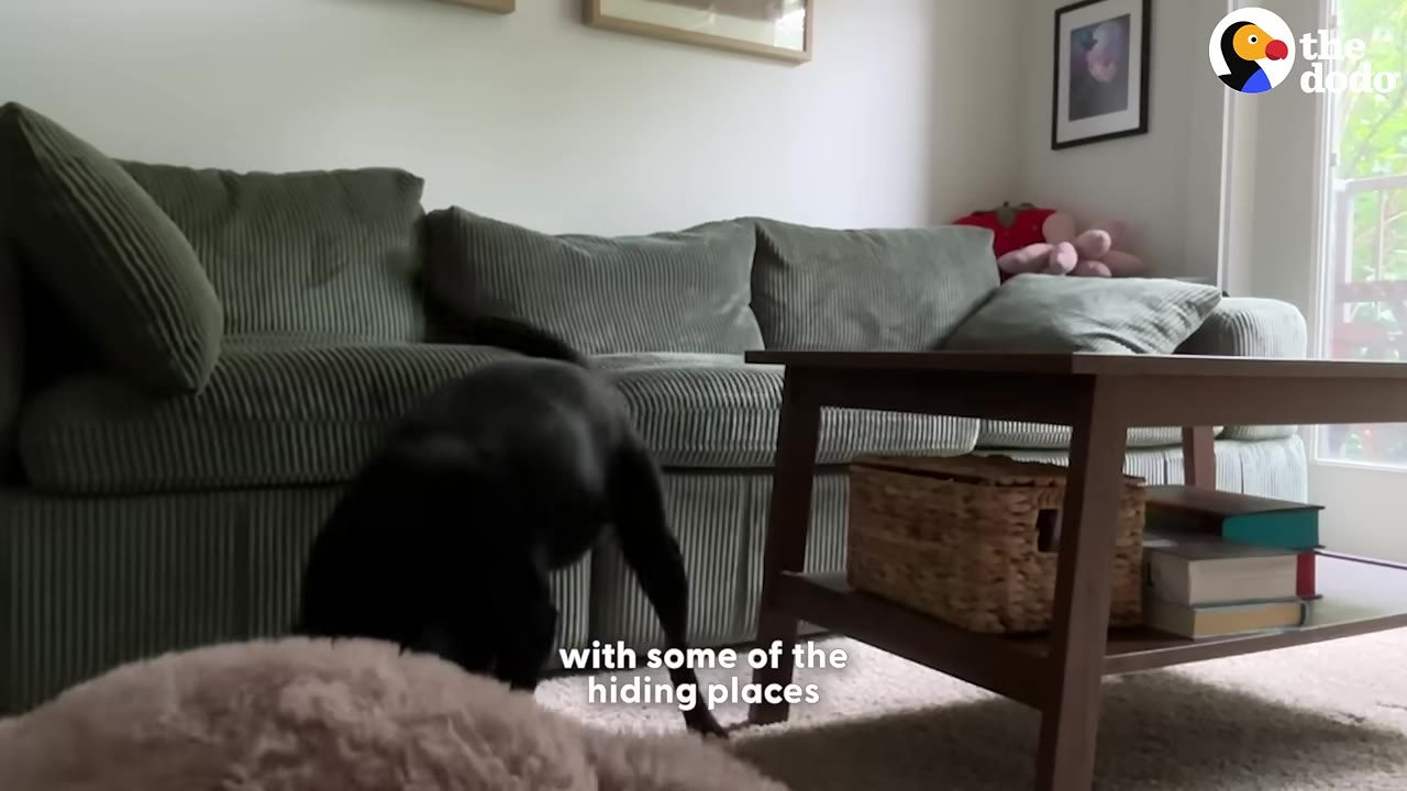 A black dog sniffs around a living room with a green corduroy sofa and a wooden coffee table.