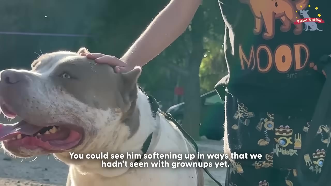 A child's hand gently pets a large, light-colored pit bull on the head as the dog looks up with a relaxed expression.