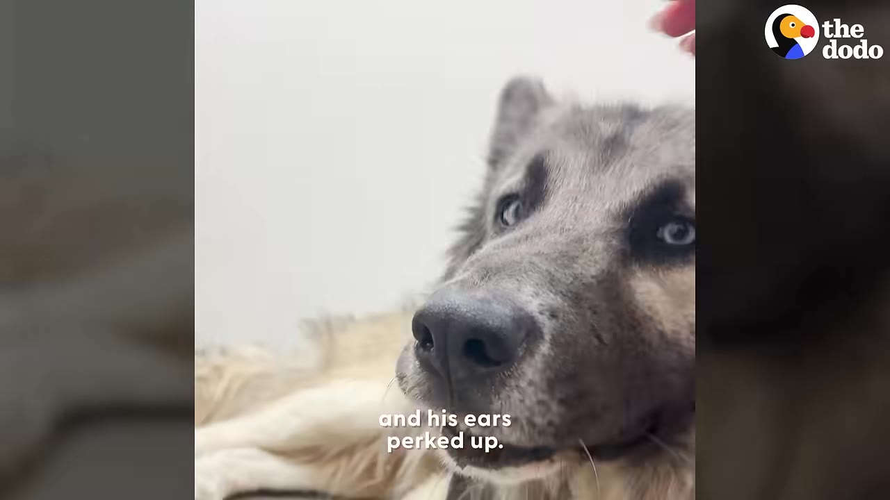 A close-up of a fluffy grey and tan dog with blue eyes looking up attentively as a hand gently pets his head.