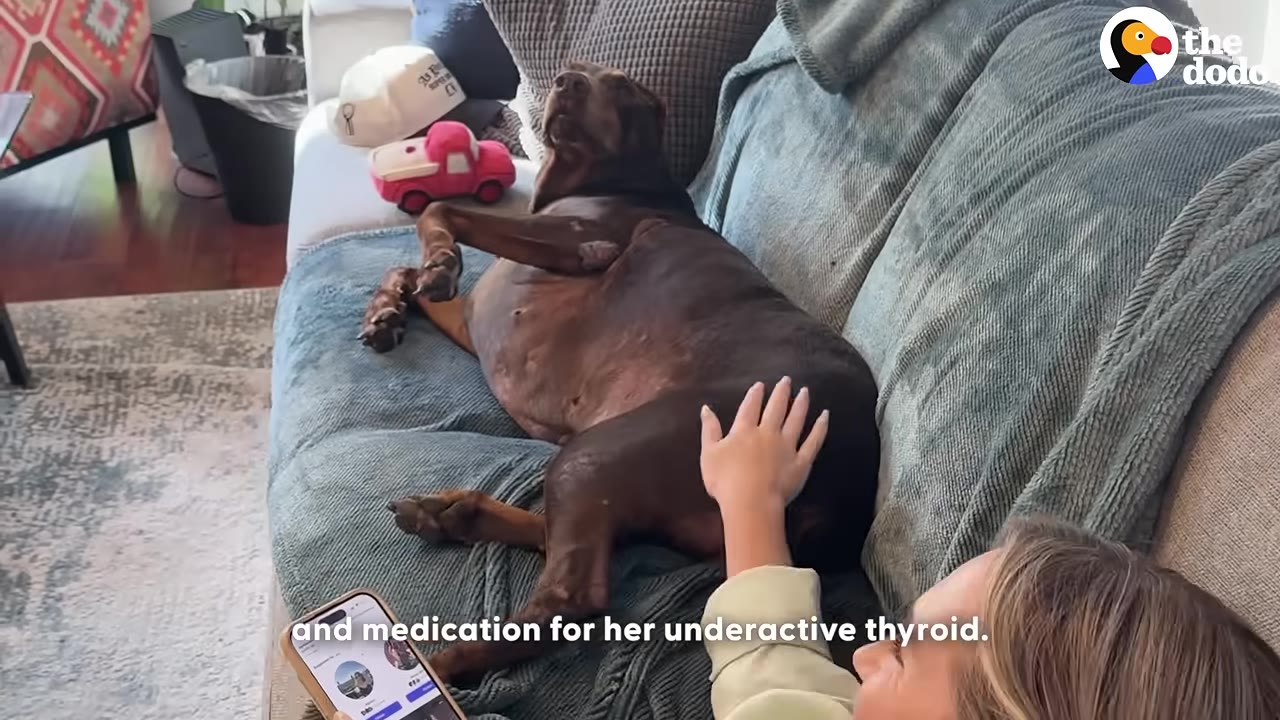 A brown dog lies on a blue couch while a woman gently pets her back, with on-screen text mentioning medication for her underactive thyroid.