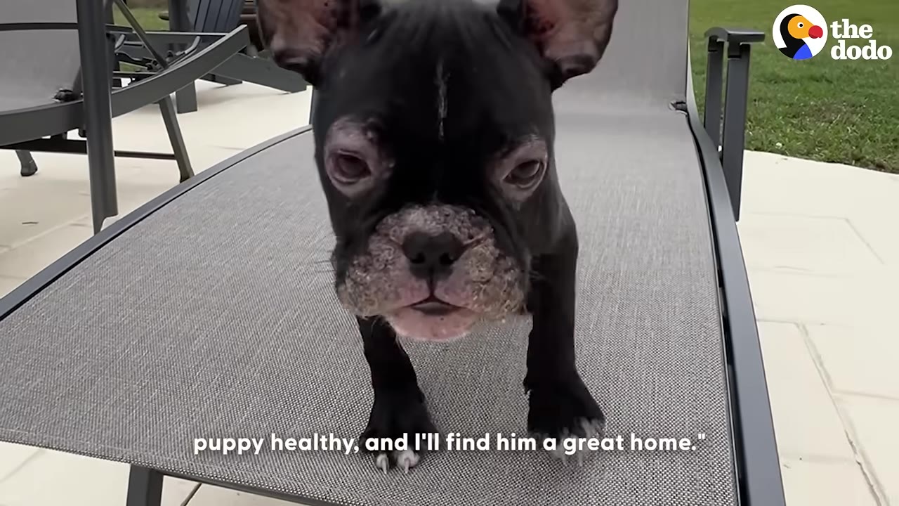 A close-up of a small black French bulldog puppy with some skin irritation around its muzzle standing on a grey outdoor lounge chair.