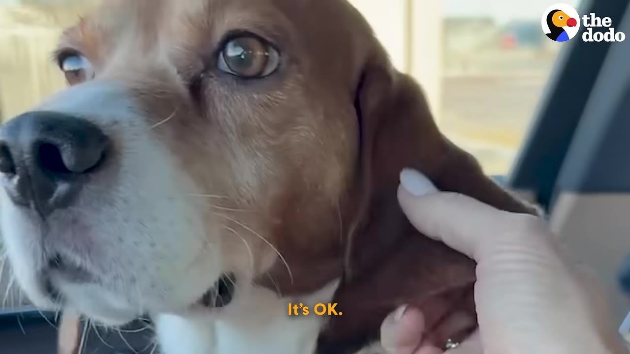 A close-up of a brown and white beagle being gently petted on the ear by a person's hand inside a car.