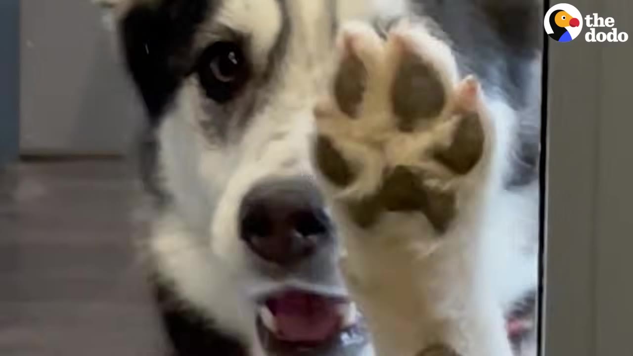 A close-up of a black and white dog pressing its paw against a glass door, looking through with an open mouth.