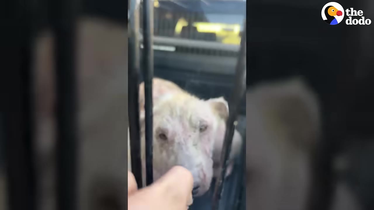 A light-colored puppy inside a cage looking towards a hand reaching out to it.