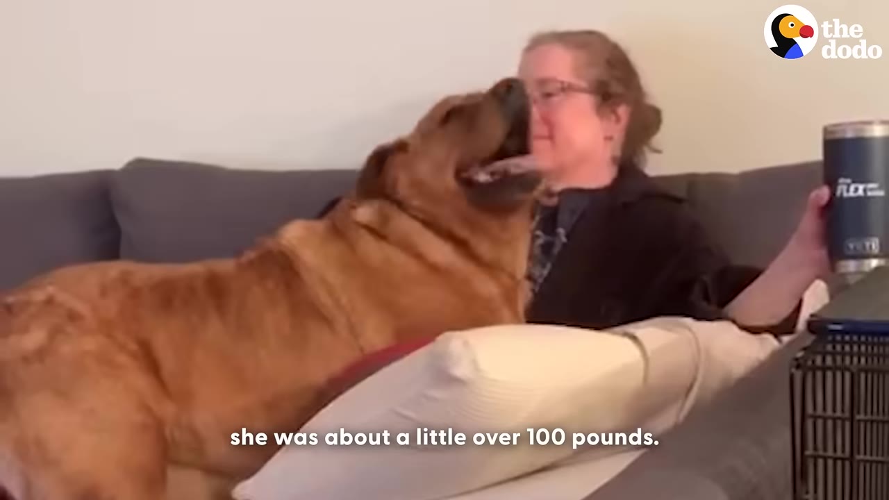 A large brown dog sits on a grey couch next to a person, leaning in affectionately with its mouth open in a happy expression.
