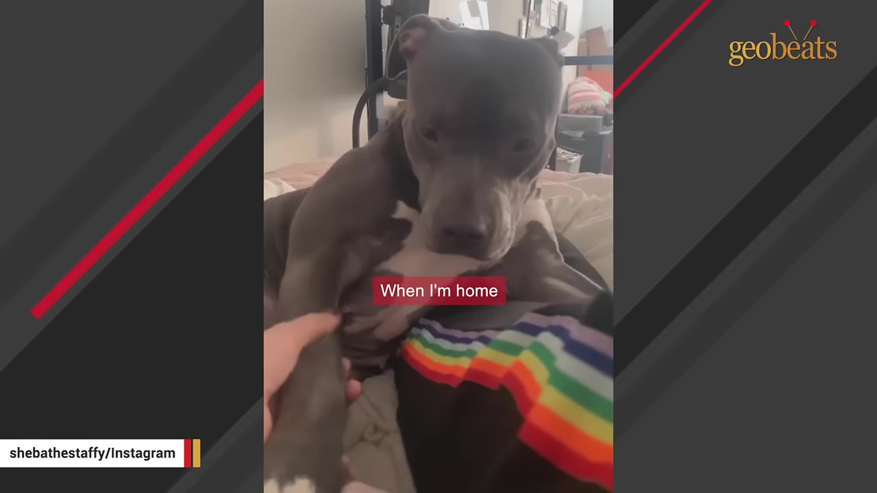 A grey and white pit bull sits closely on its owner's lap, who is wearing rainbow-striped socks, while being gently held by the paw.