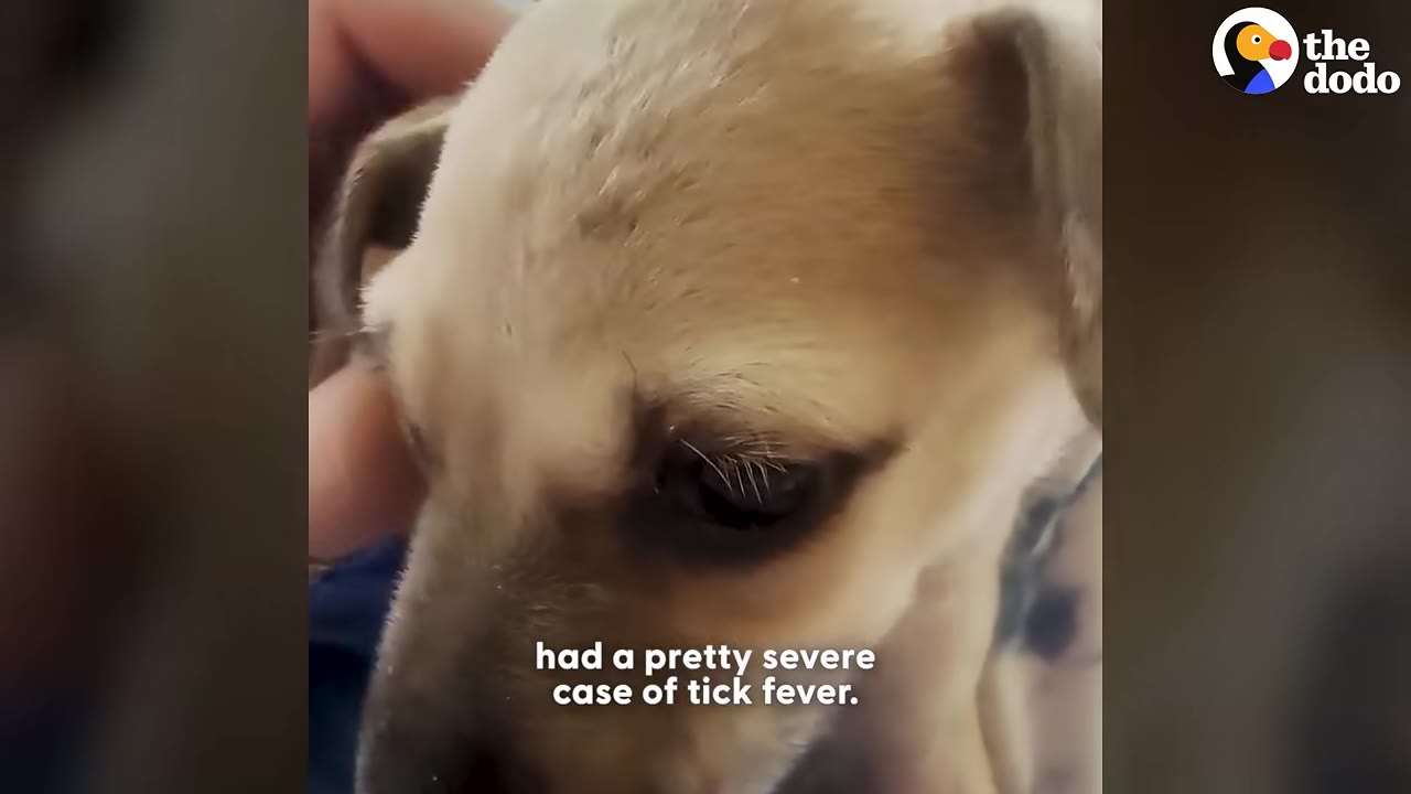 A close-up of a small tan puppy being gently petted, with text overlay reading 'had a pretty severe case of tick fever.'