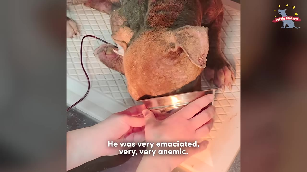 A close-up shot of an emaciated brown dog lying down while receiving veterinary care, with a thin tube carrying blood connected to its leg as a person's hands hold a metal bowl near its snout.