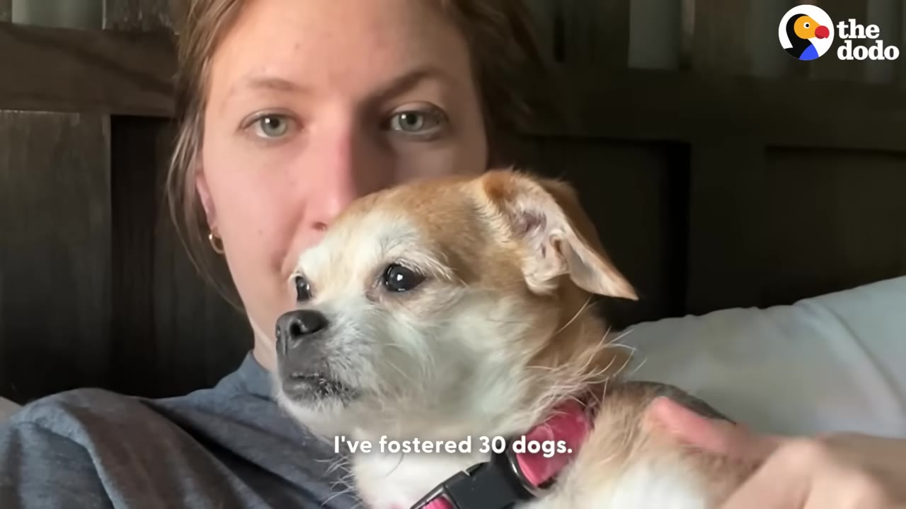 A close-up of a woman holding a small tan and white dog with a pink collar, with text overlay reading 'I've fostered 30 dogs.'