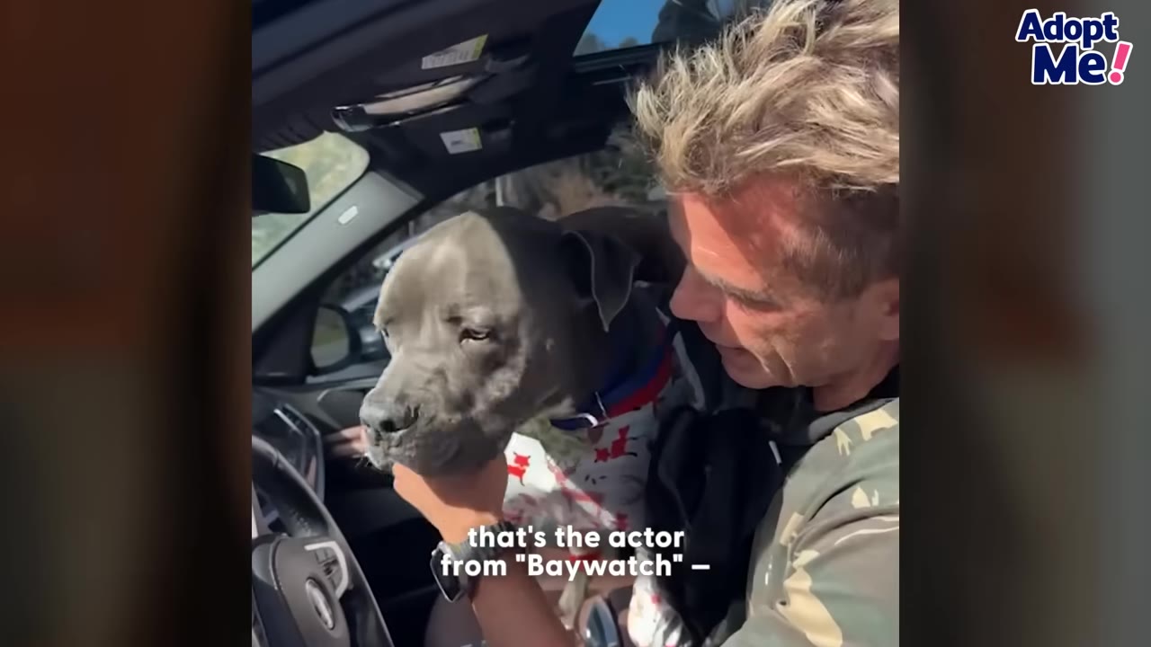 Actor David Hasselhoff sits in a car next to Baloo, a grey pit bull wearing a festive holiday shirt, gently holding the dog's chin.