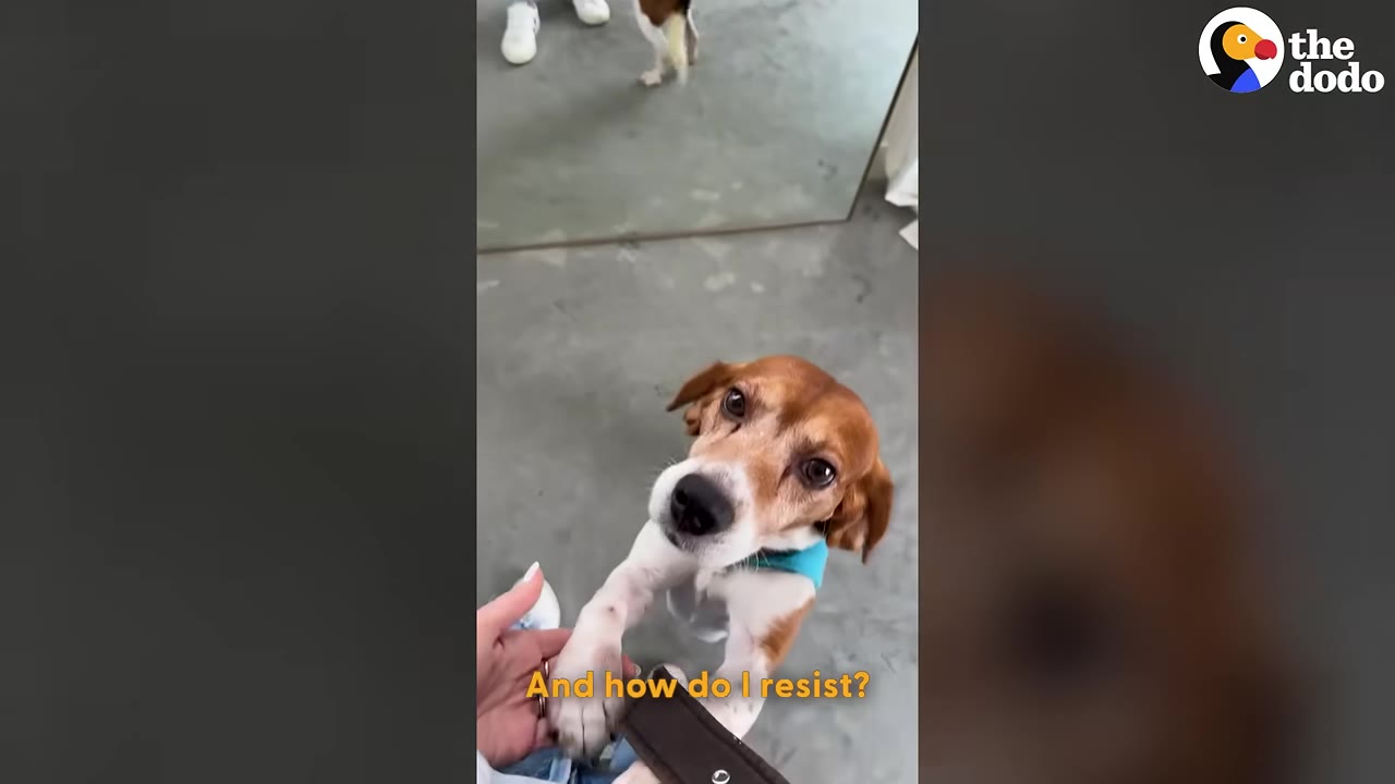 A brown and white dog wearing a blue collar looks up affectionately with its paws resting on a person's hand.