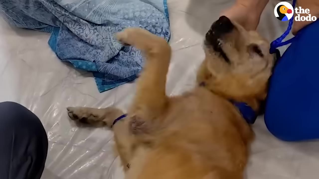 A golden dog lies on its back on a plastic-covered surface during a medical examination.