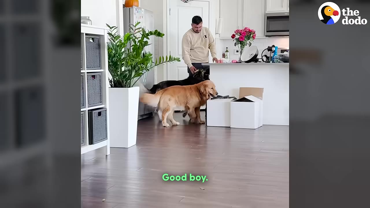 A man in a beige sweatshirt stands in a kitchen petting a dark-furred dog, while a golden retriever stands nearby on the hardwood floor.