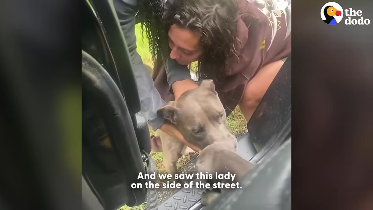 A woman leans out of a car door to gently hold a grey pit bull standing on the side of the road.