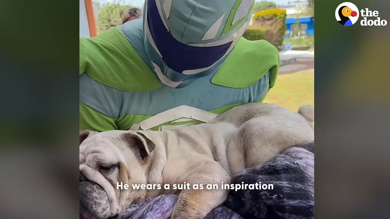 A person wearing a green and blue superhero costume cradles a white bulldog lying on a blanket.