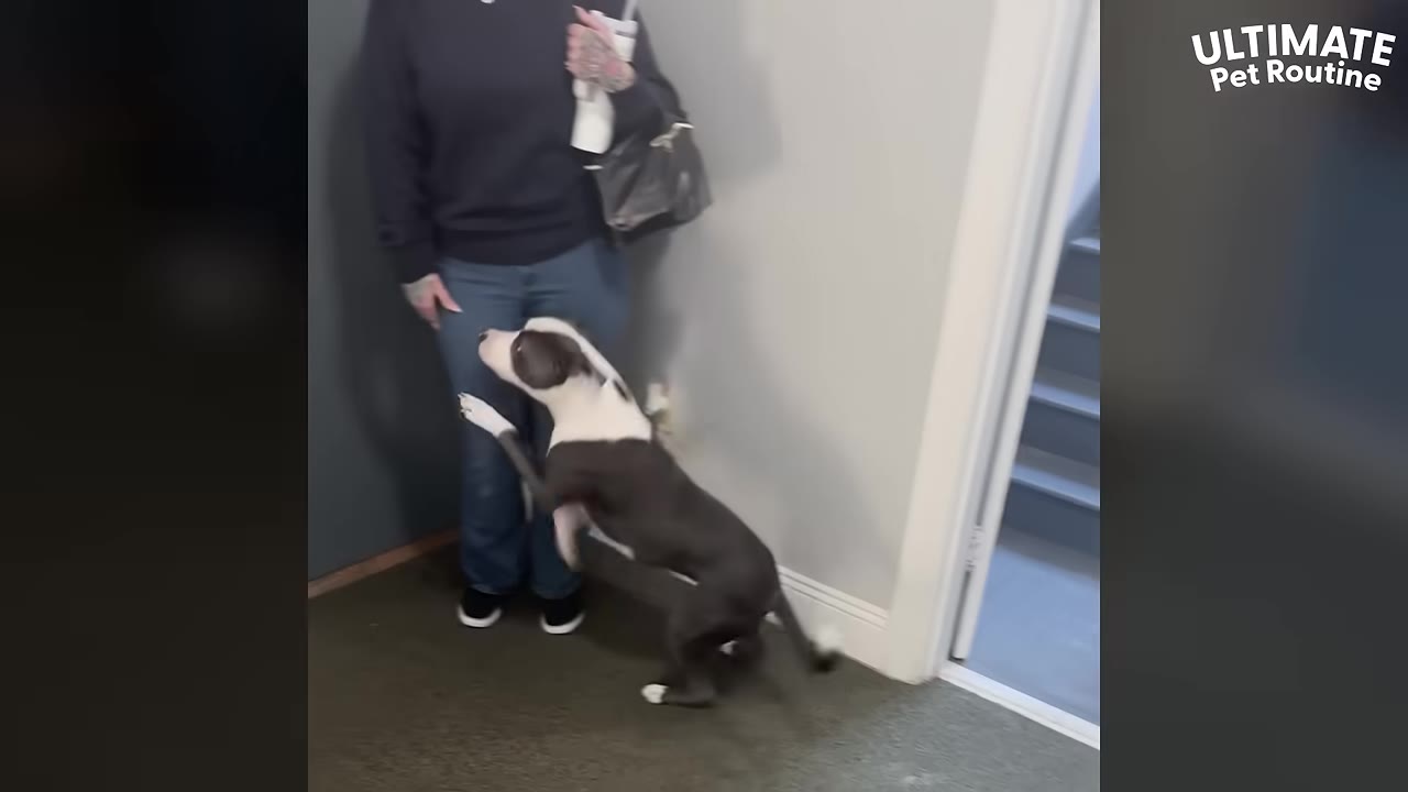 A black and white dog excitedly jumps up on a woman standing in a hallway.