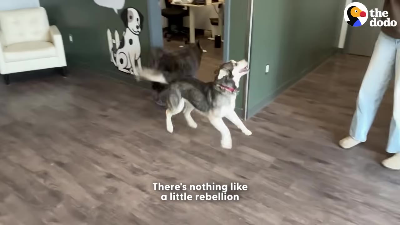 A husky jumps excitedly in mid-air next to another dog inside an office, with a person standing nearby.