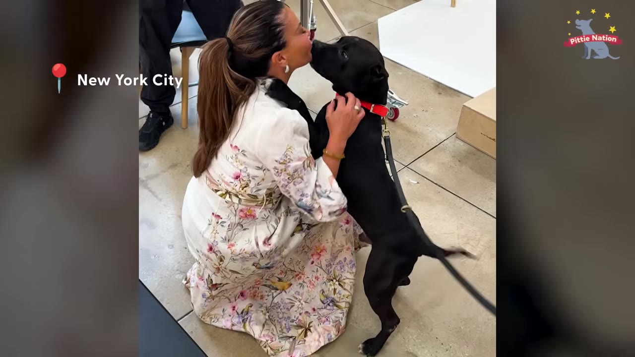A black dog stands on its hind legs to kiss a woman wearing a floral dress on the lips.
