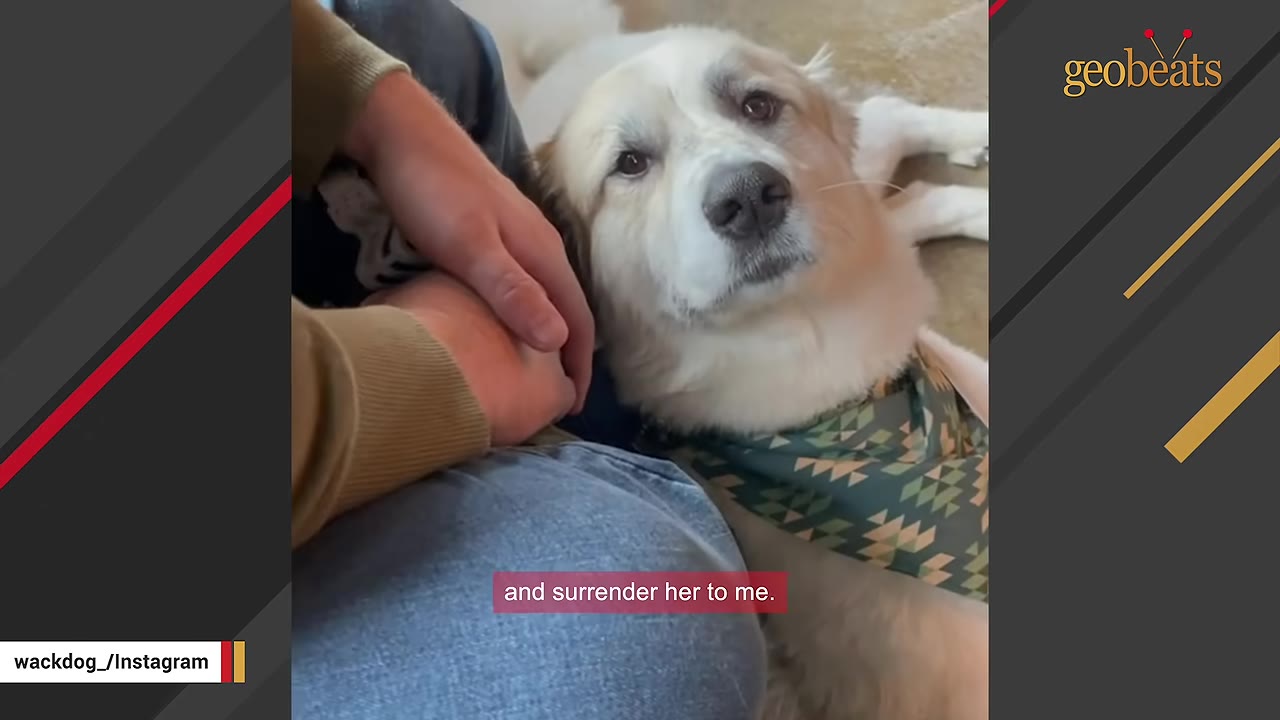 A light-colored dog wearing a green patterned bandana rests its head near a person's hand and lap, looking up with soft eyes.
