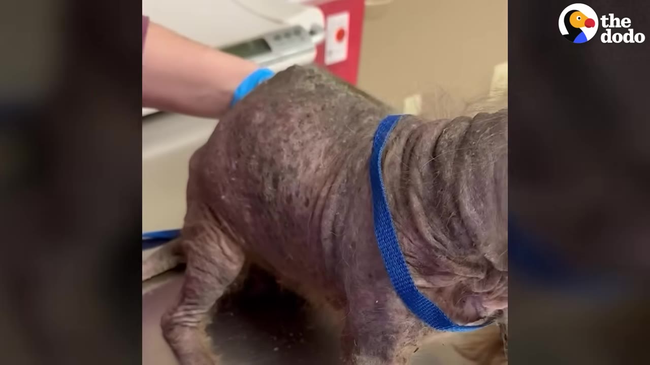 A small, hairless dog with severely wrinkled and irritated skin stands on a metal examination table while wearing a blue collar.