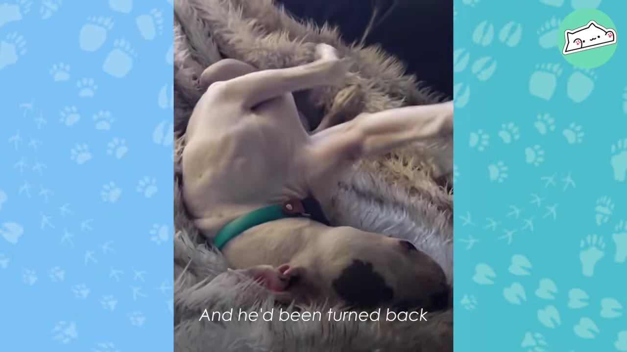 A white dog with a dark spot on its head lies on its back on a fluffy grey blanket, wearing a green collar.