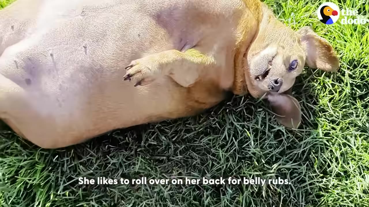 A brown dachshund-mix dog lies on her back in the green grass, looking up with a happy expression.