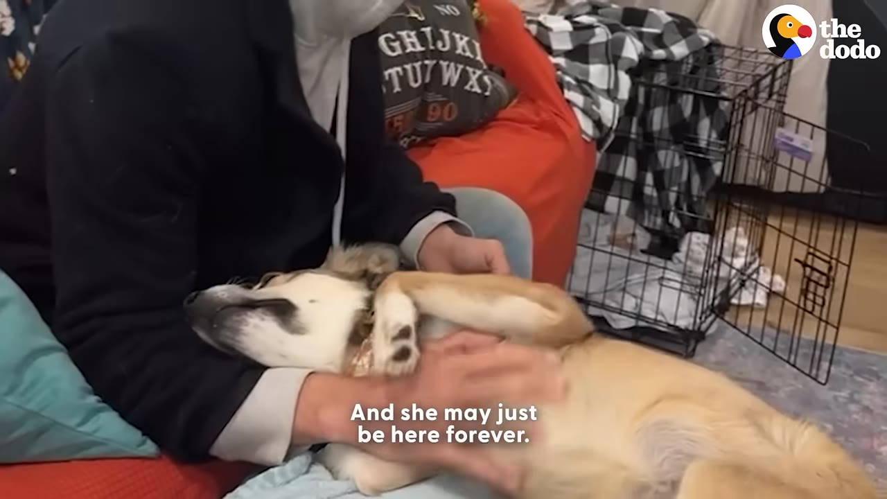 A light brown and white dog lies on its back in a person's lap, receiving a belly rub.